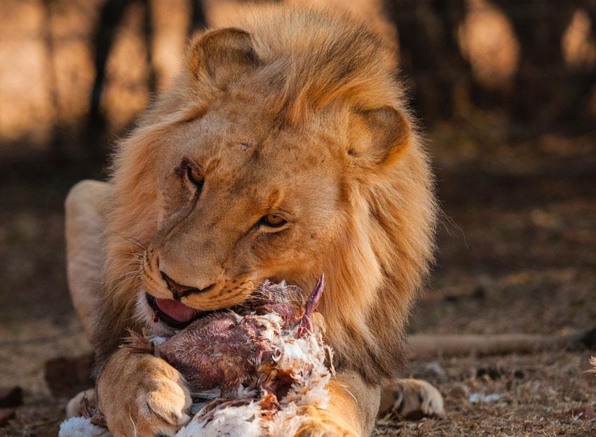 Do Lions Eat Cats  