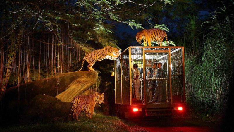 night safari can walk